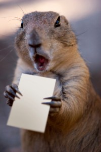 Web Analyst Squirrel